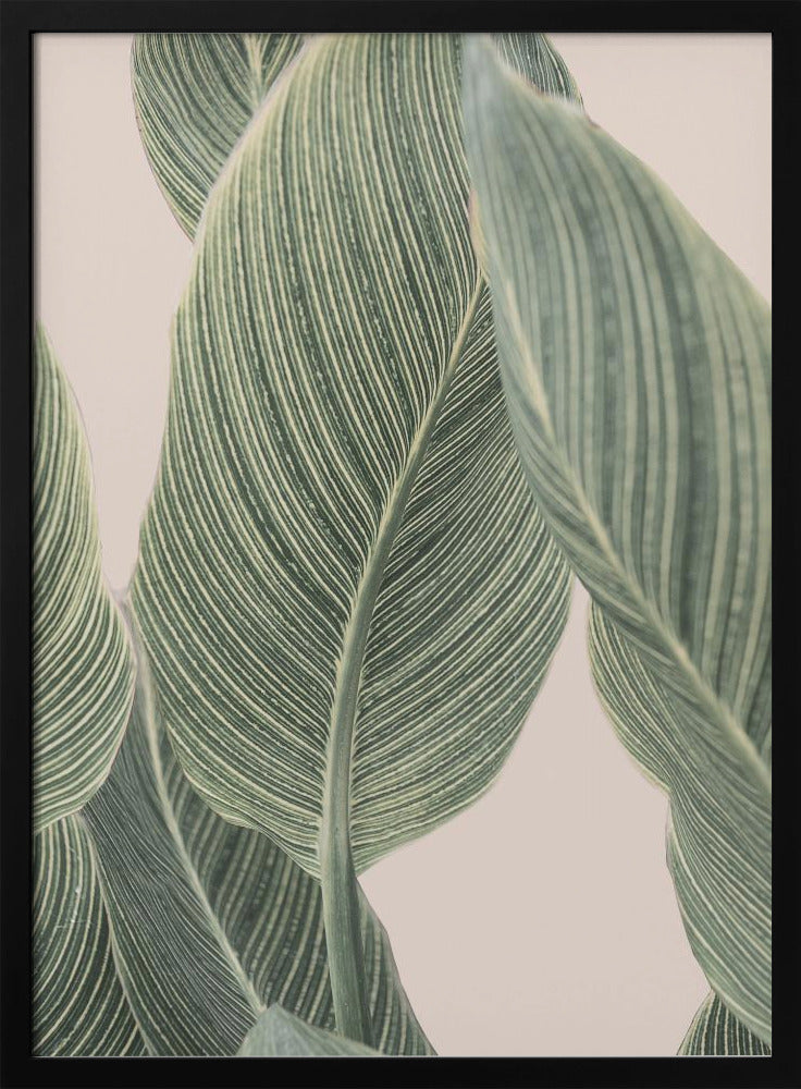 Calla-Blatt | Poster - Kunstdruck