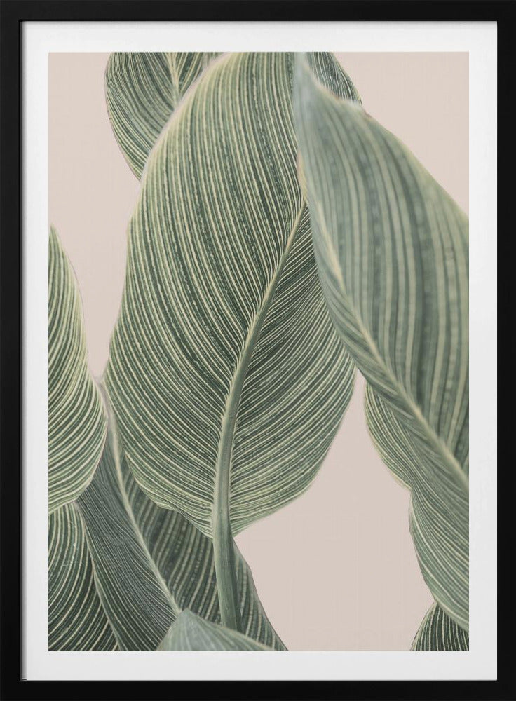 Calla-Blatt | Poster - Kunstdruck