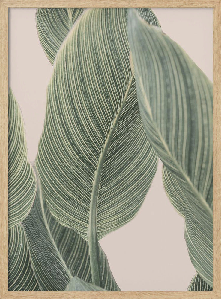 Calla-Blatt | Poster - Kunstdruck