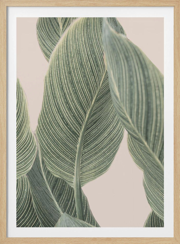 Calla-Blatt | Poster - Kunstdruck