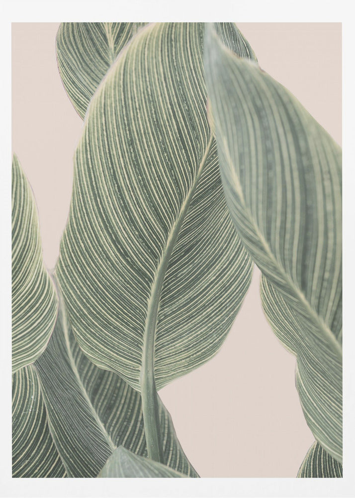 Calla-Blatt | Poster - Kunstdruck