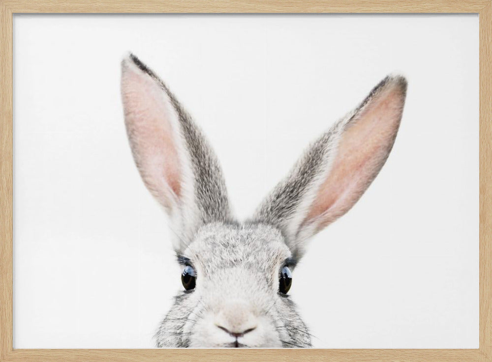 Guckender Hase | Poster - Kunstdruck