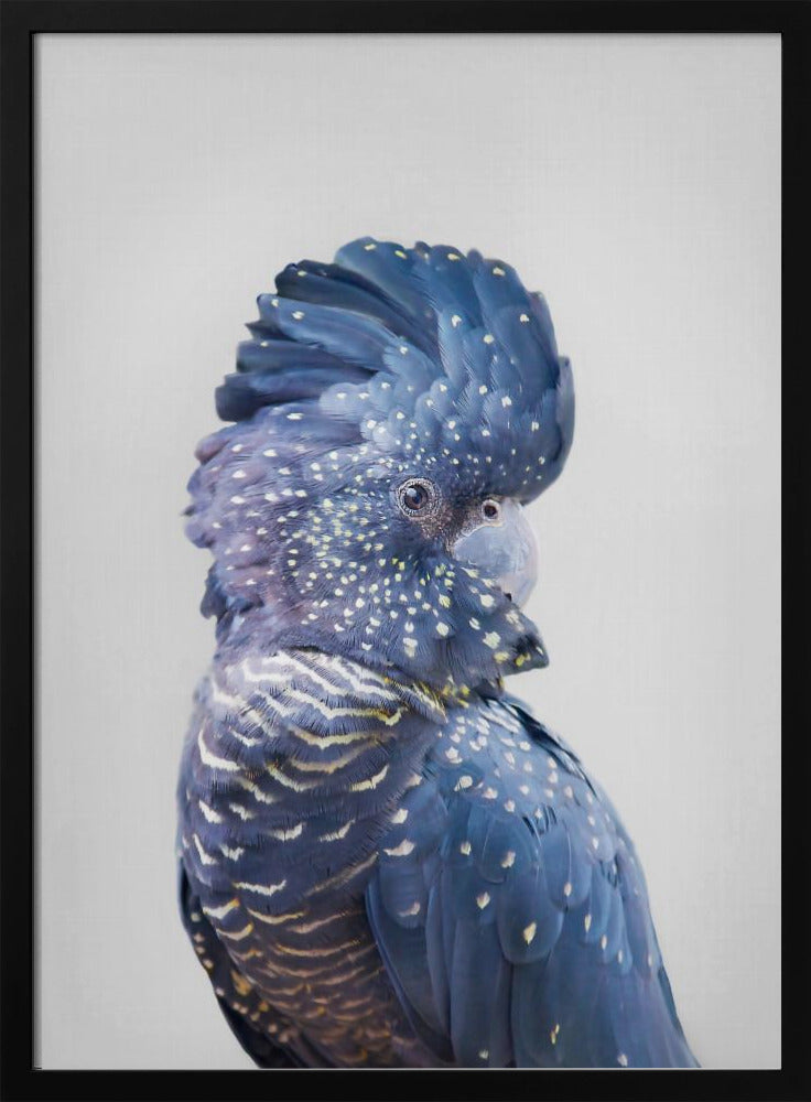 Schwarzer Kakadu | Poster - Kunstdruck