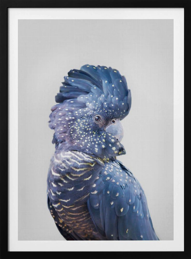 Schwarzer Kakadu | Poster - Kunstdruck