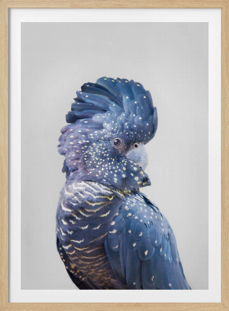 Schwarzer Kakadu | Poster - Kunstdruck