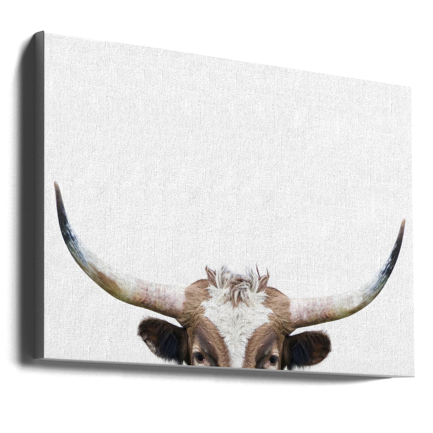 Guckende Longhorn-Kuh | Leinwand-Bilder