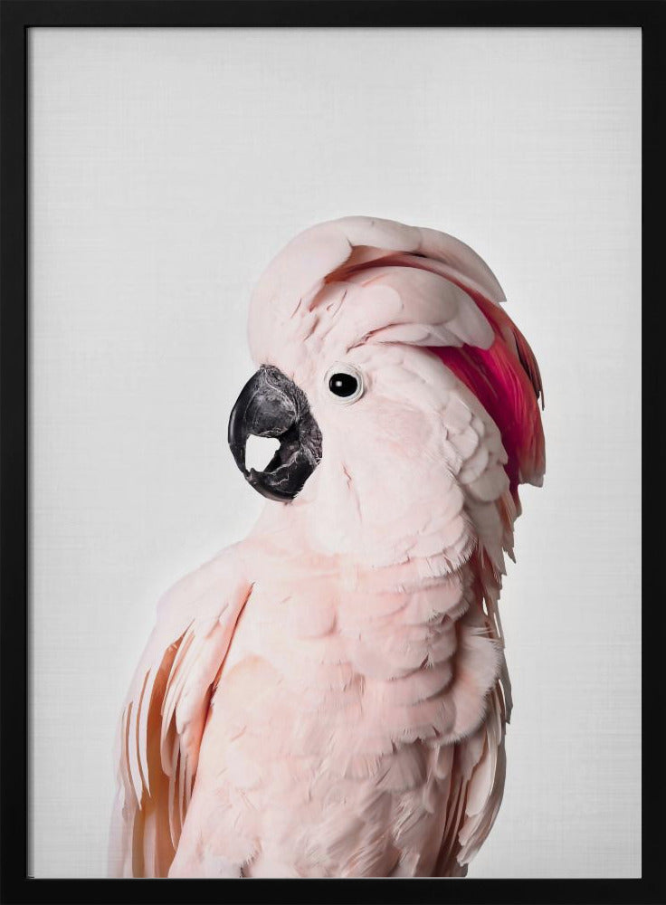 Rosa Kakadu | Poster - Kunstdruck