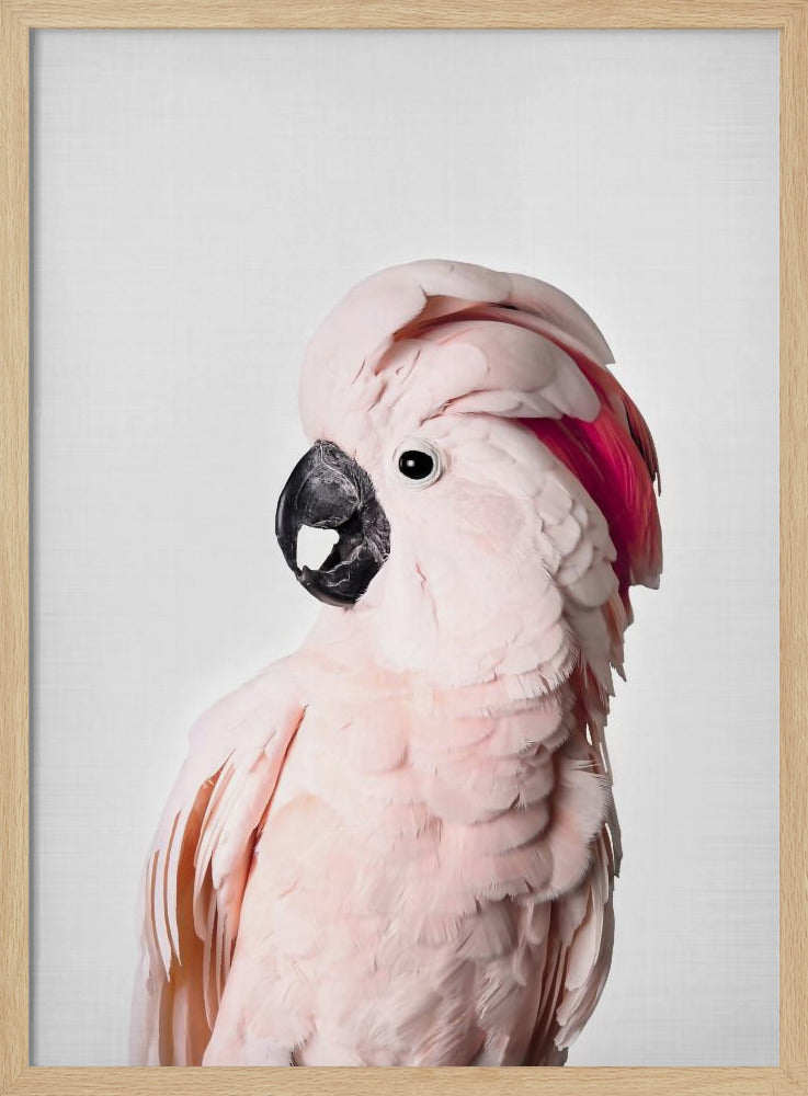 Rosa Kakadu | Poster - Kunstdruck