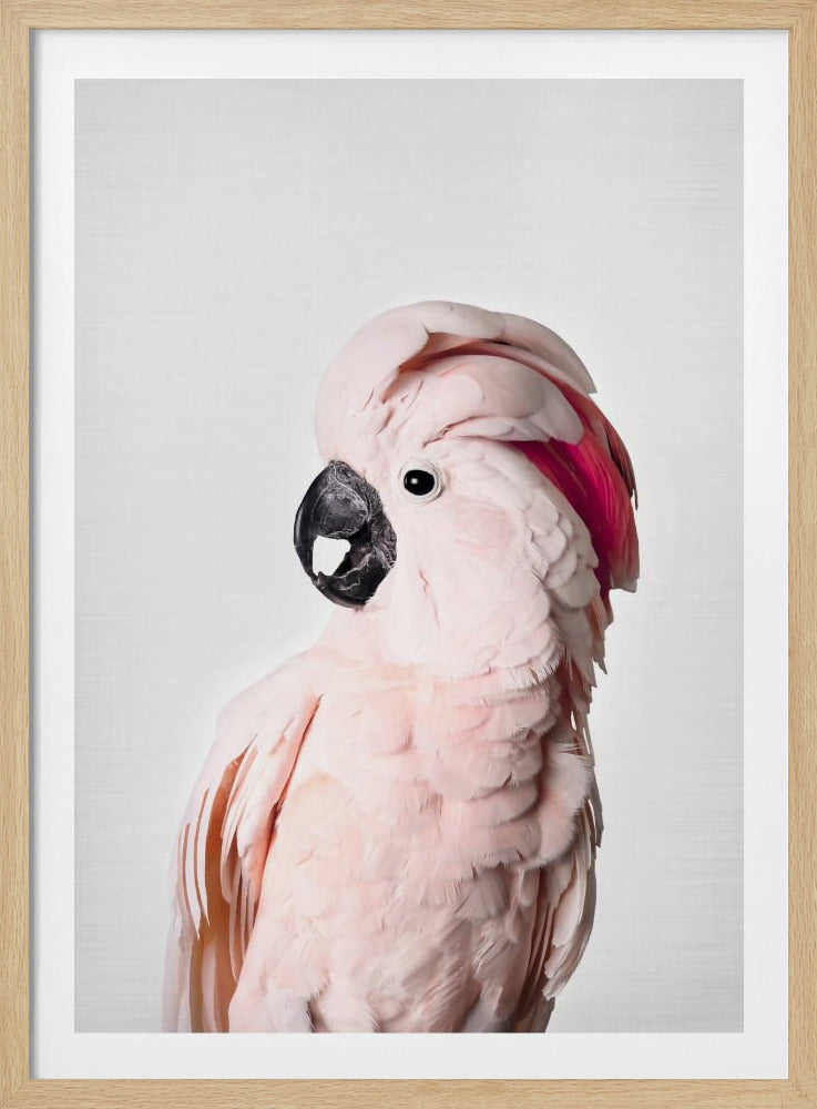 Rosa Kakadu | Poster - Kunstdruck