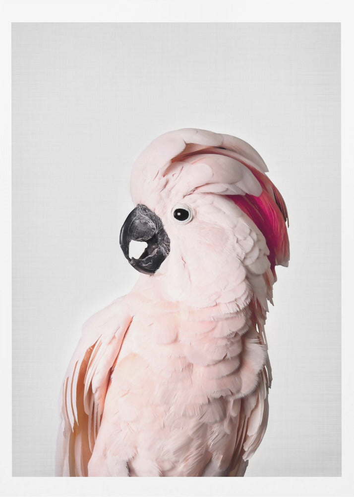 Rosa Kakadu | Poster - Kunstdruck