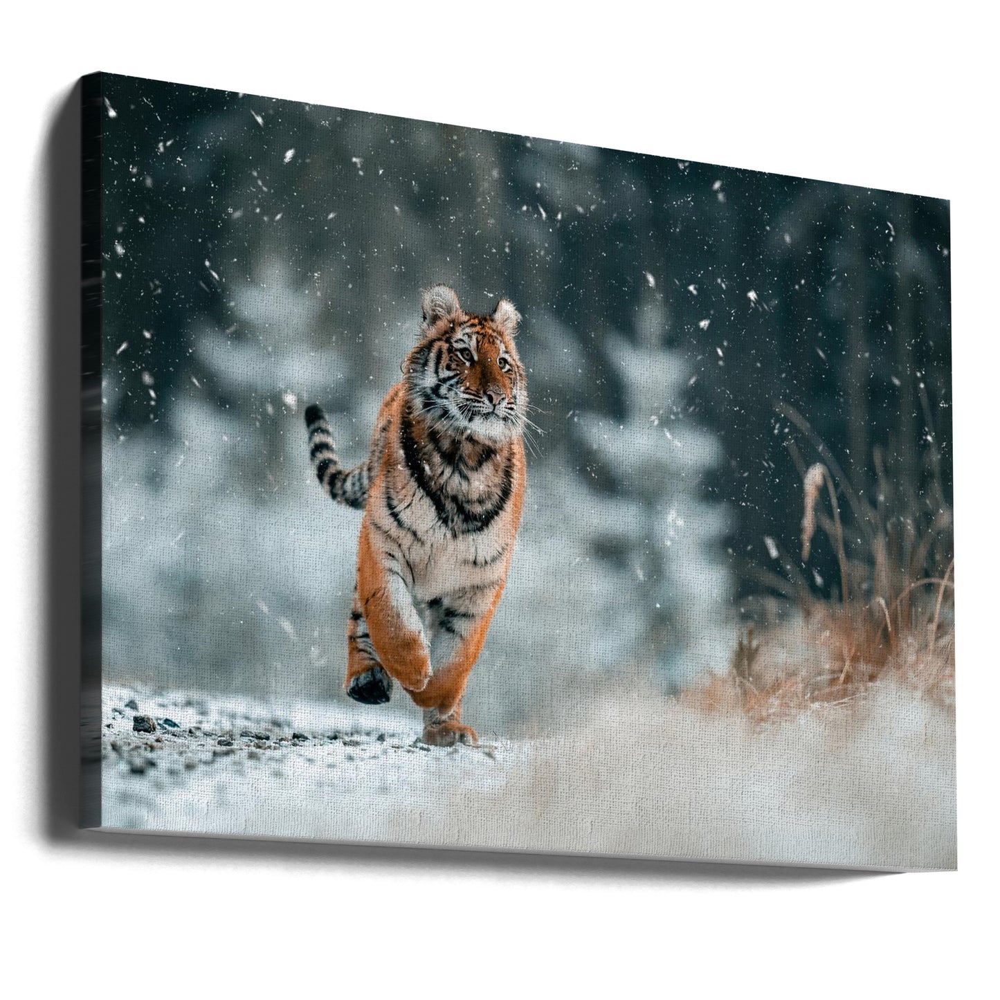 Der sibirische Tiger | Leinwand-Bilder