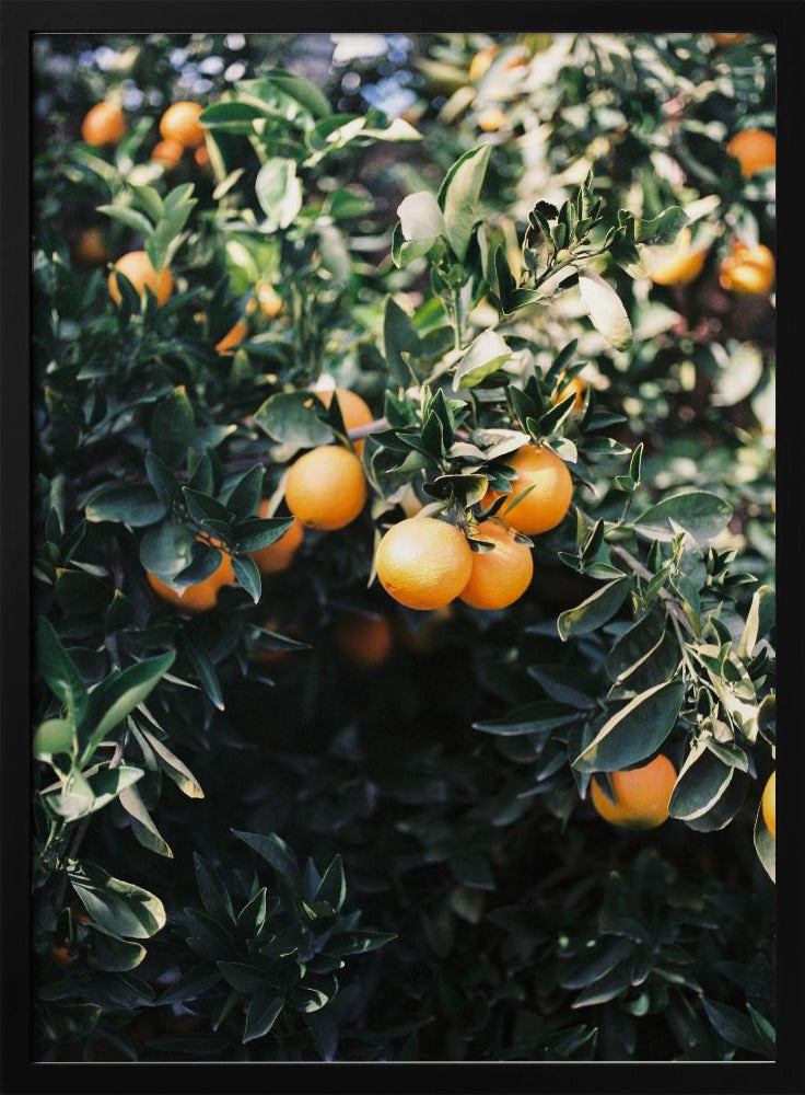 Oranges de Marrakech | Posters - Affiche Artistique