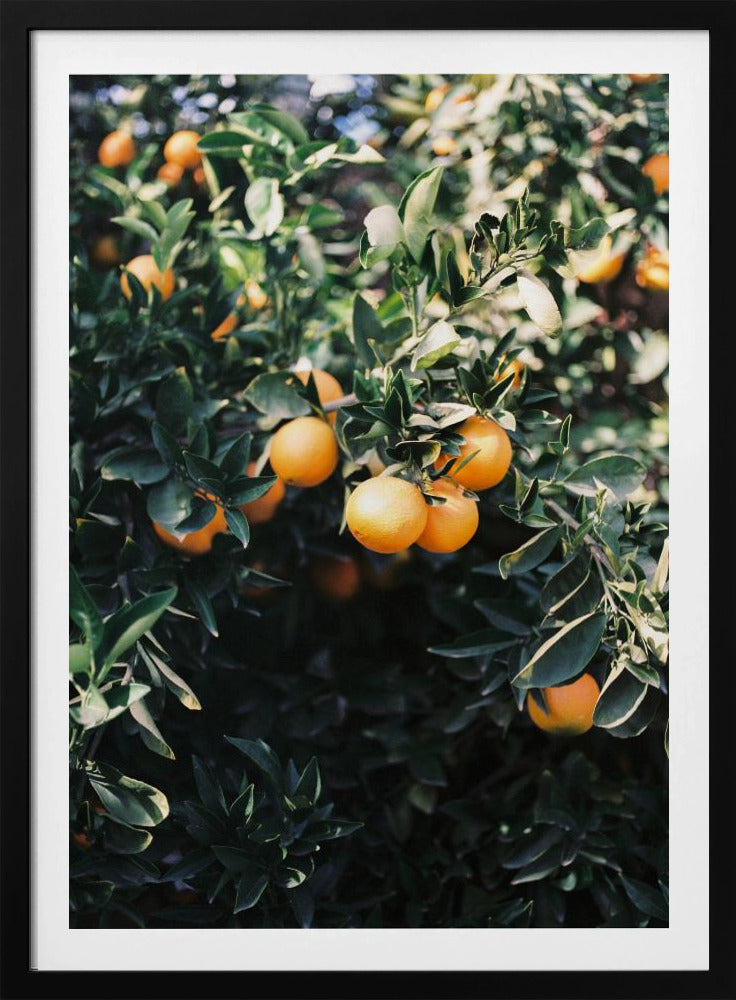 Oranges de Marrakech | Posters - Affiche Artistique
