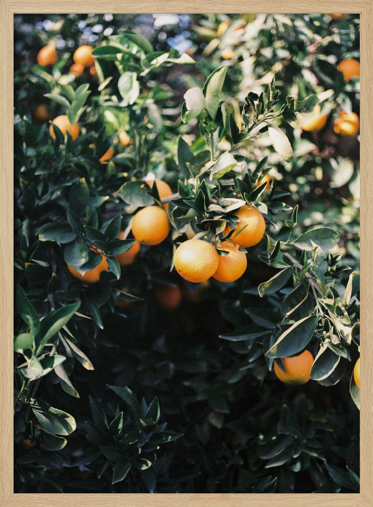Oranges de Marrakech | Posters - Affiche Artistique