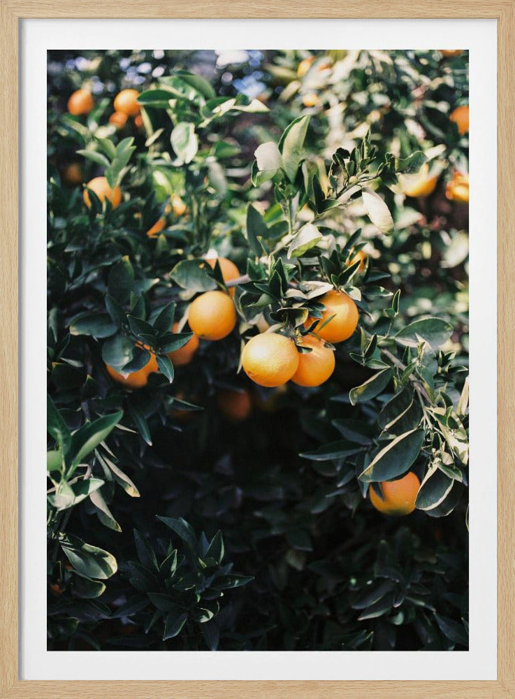 Oranges de Marrakech | Posters - Affiche Artistique