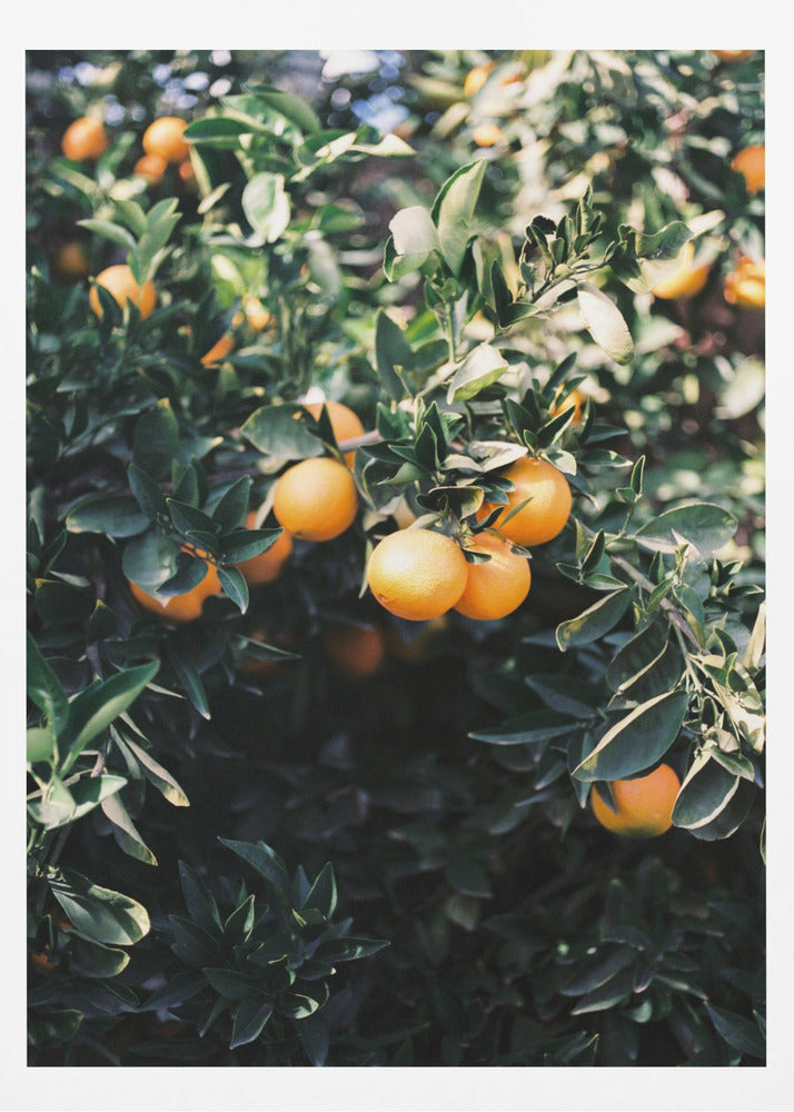 Oranges de Marrakech | Posters - Affiche Artistique
