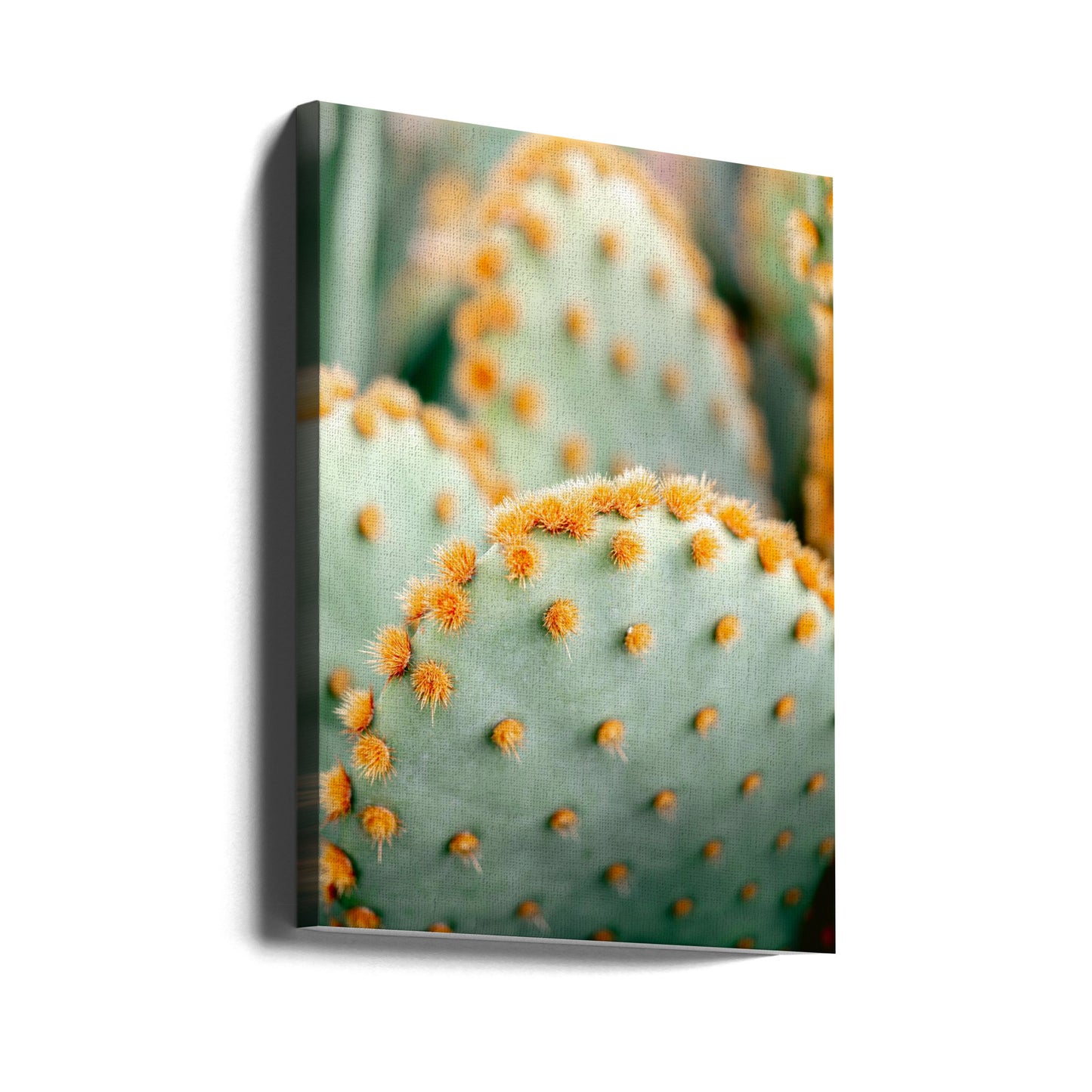 Orange und Grün II – Botanische Fotografie aus Marrakesch | Leinwand