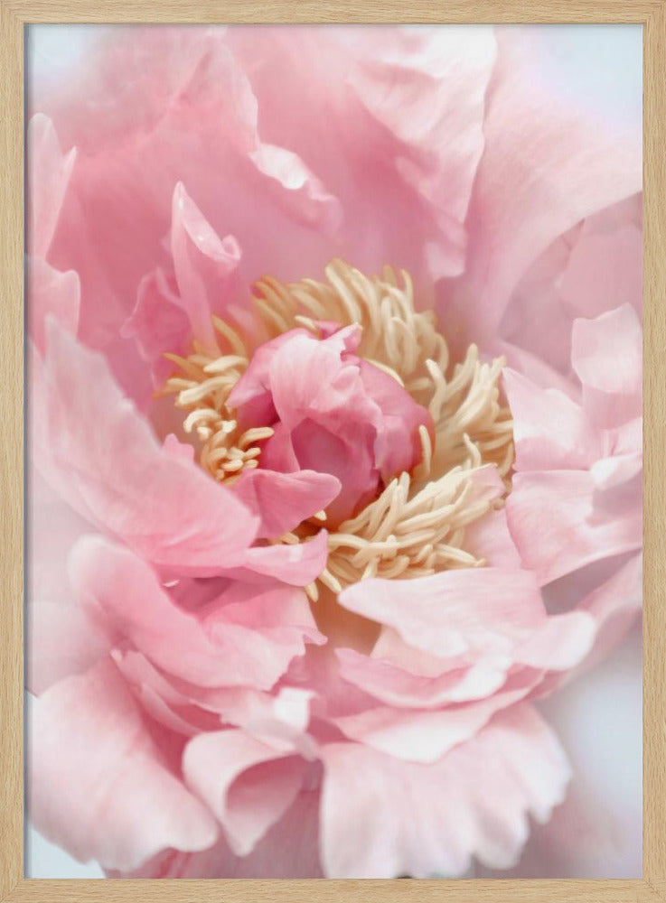 Blush peony I | Poster