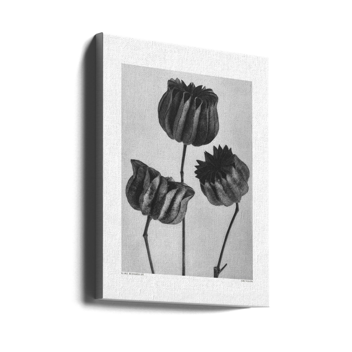 Abutilon (ślaz lekarski) Wydruki na łótnie