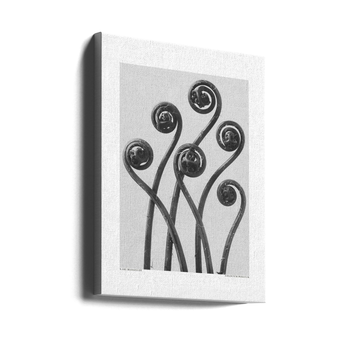 Adiantum pedatum | Wydruki na łótnie