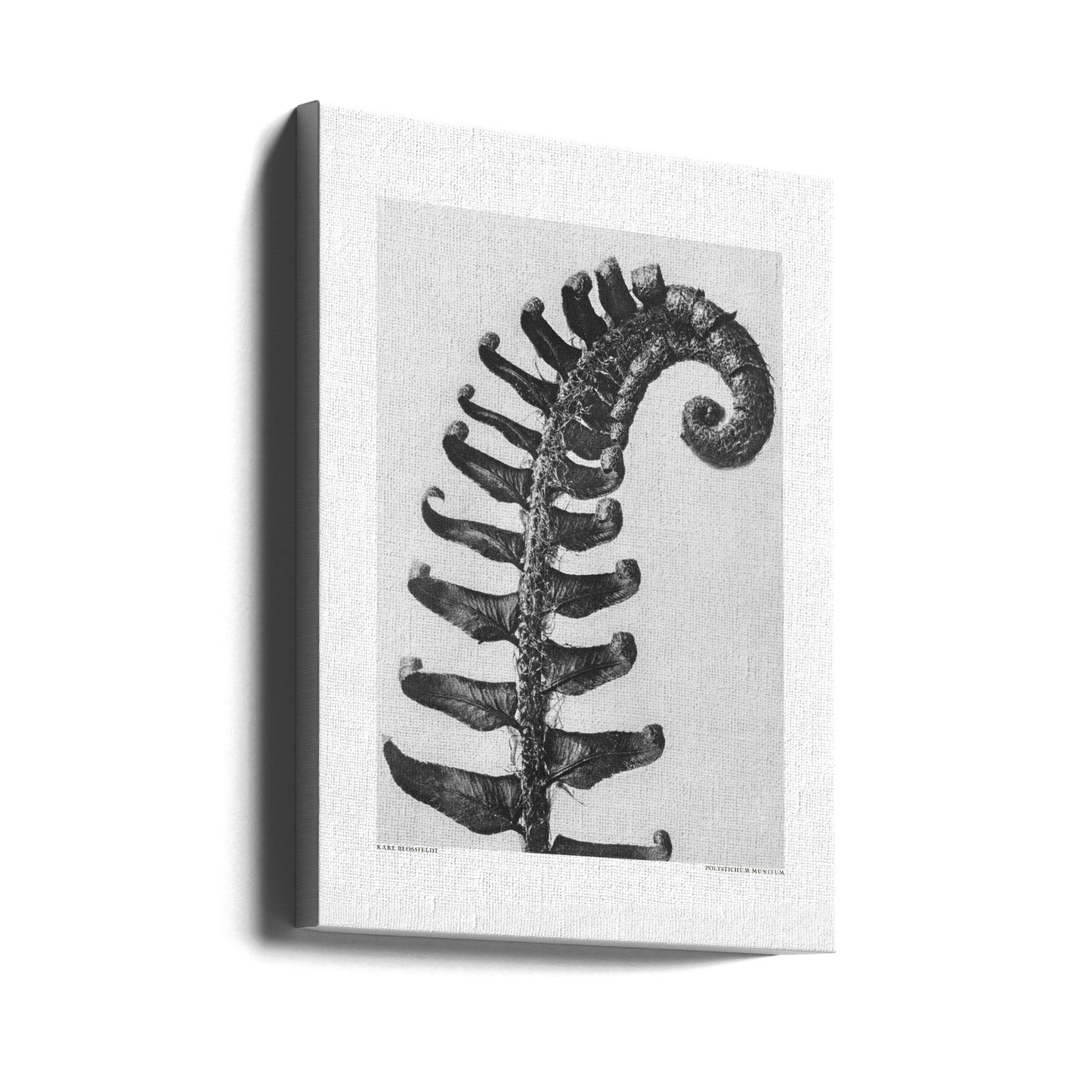 Czerwonokwiat pospolity Wydruki na łótnie