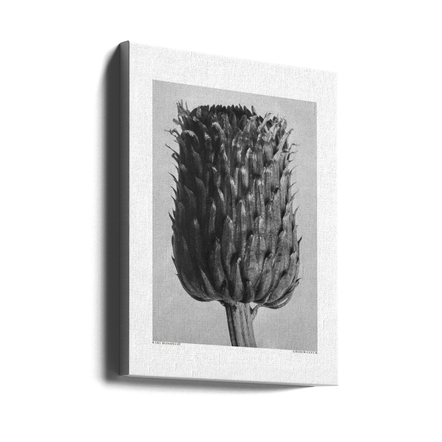 Cirsium Canum (oset) | Wydruki na łótnie