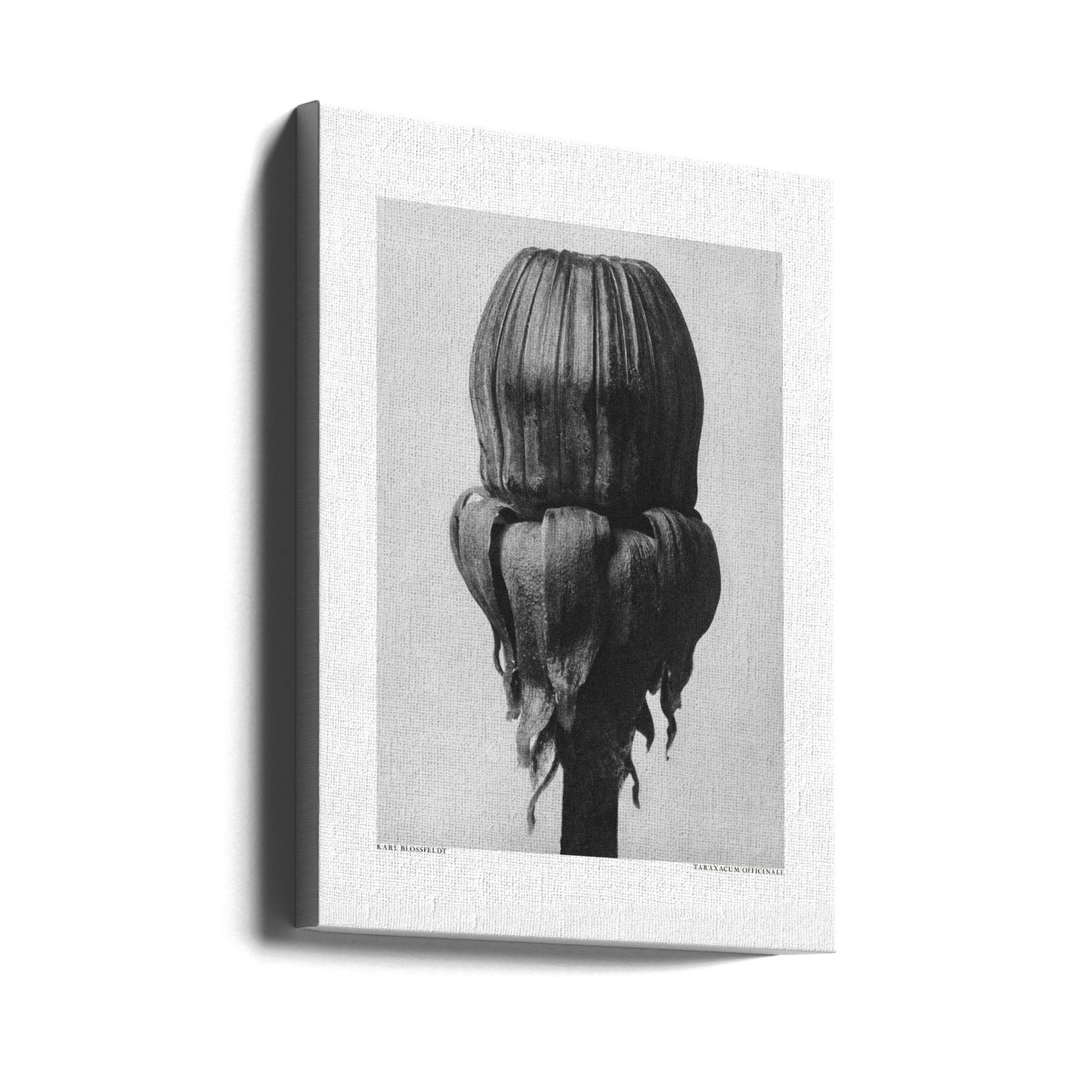 Mniszek lekarski Wydruki na łótnie