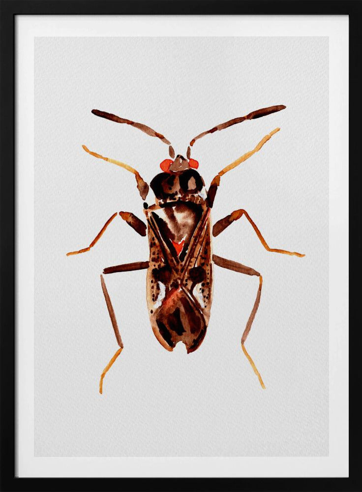 Dirt-colored seed bug or Rhyparochromus vulgaris | Poster