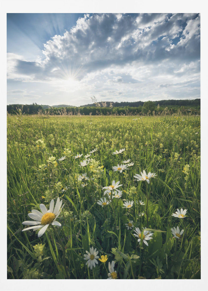 Kukinta Niitty | Julisteet - Taidevedokset