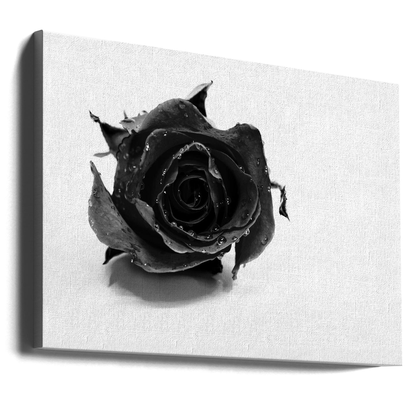Schwarze Rose | Leinwand-Bilder
