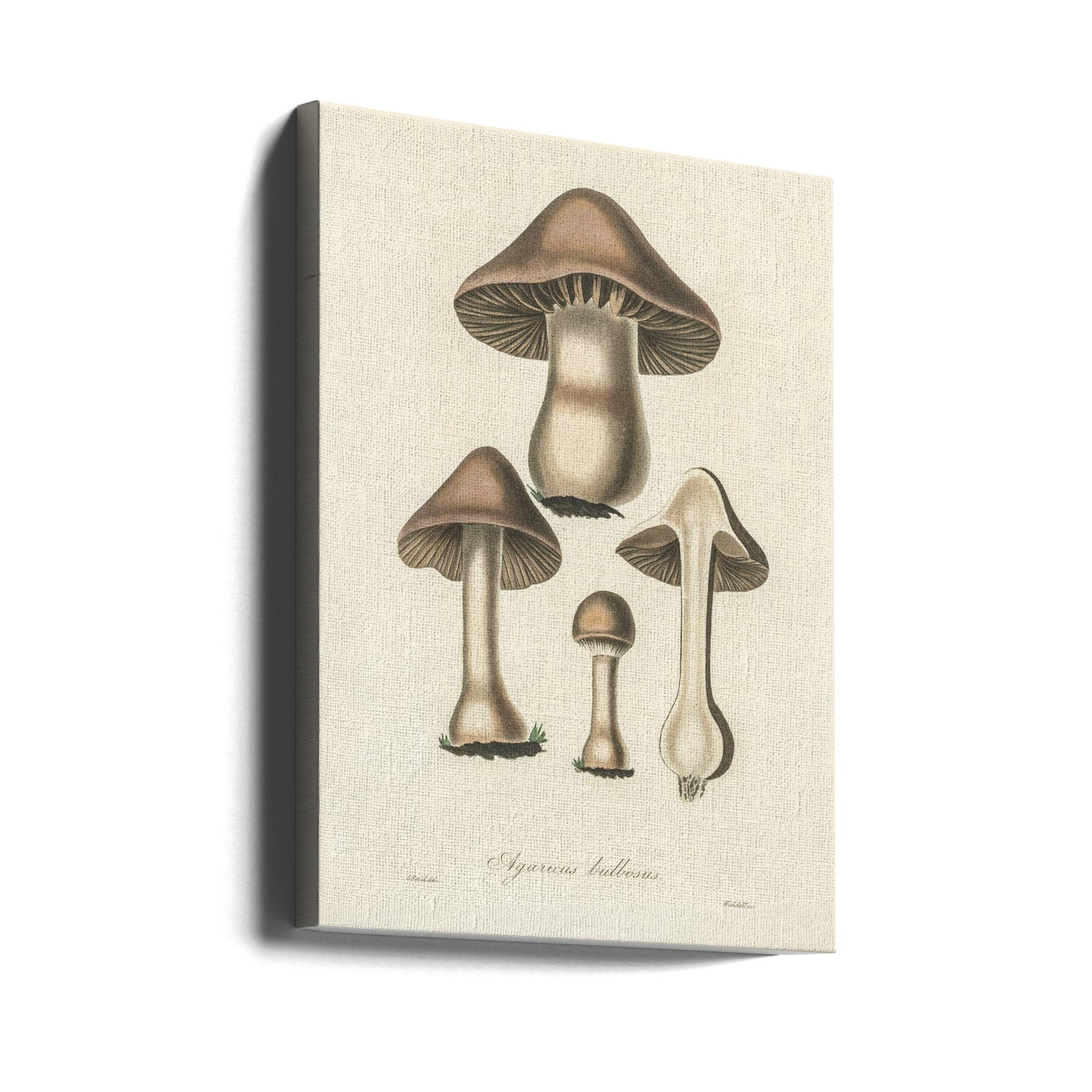 Agaricus Bulbosus Illustration. Medical Botany 1836 | Canvas
