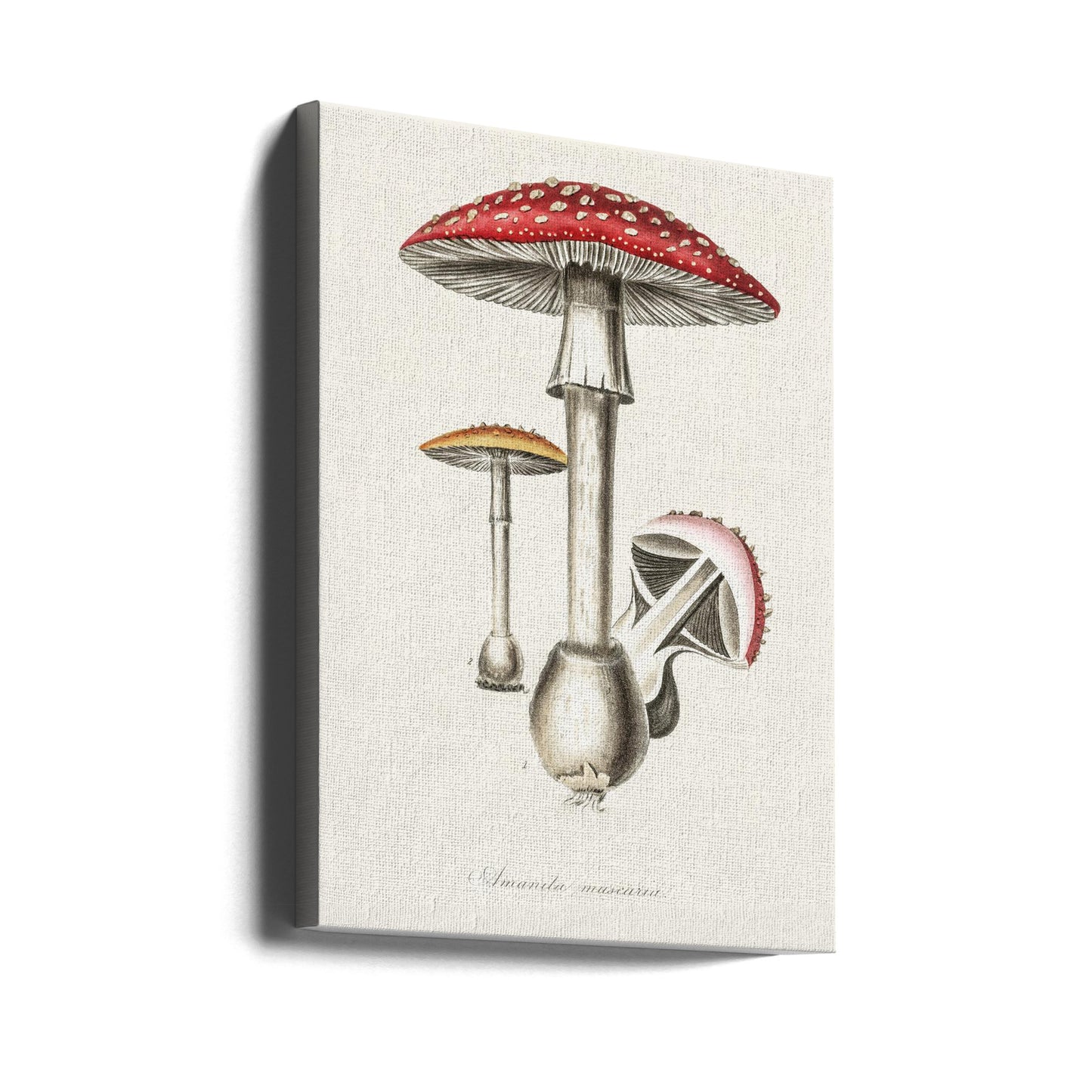 Amanita Muscaria Illustration. Medical Botany 1836 | Canvas