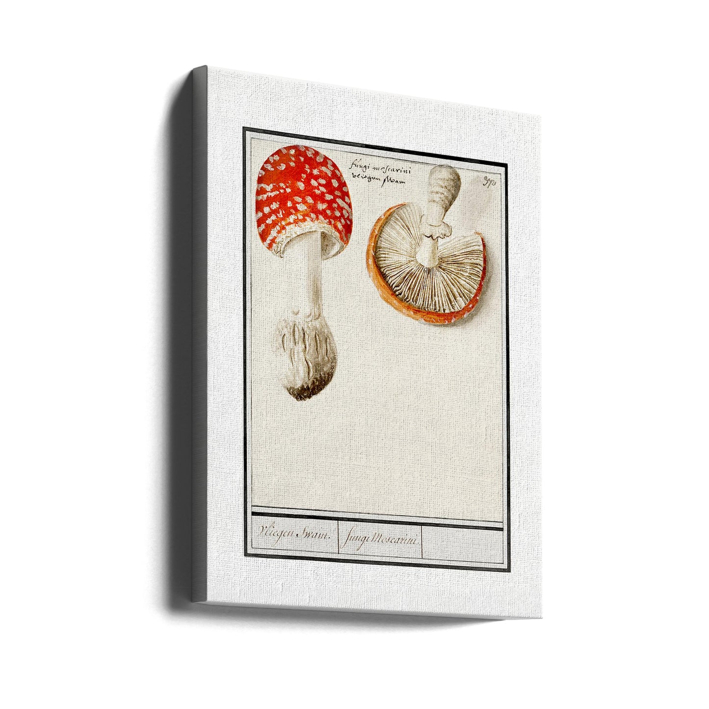 Fly Agaric, Amanita Muscaria | Canvas