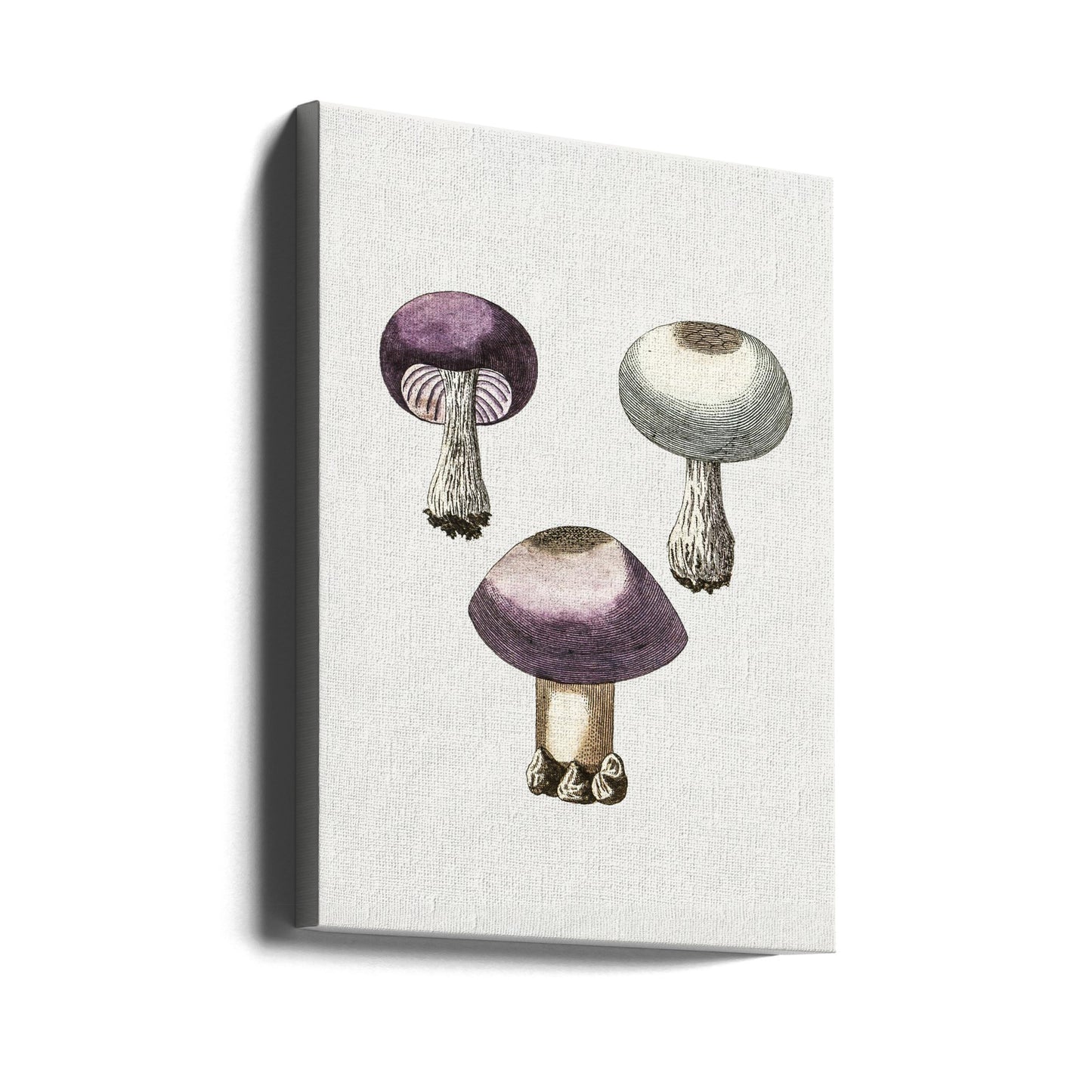 Hand Darwn Violet Webcap Mushroom | Canvas