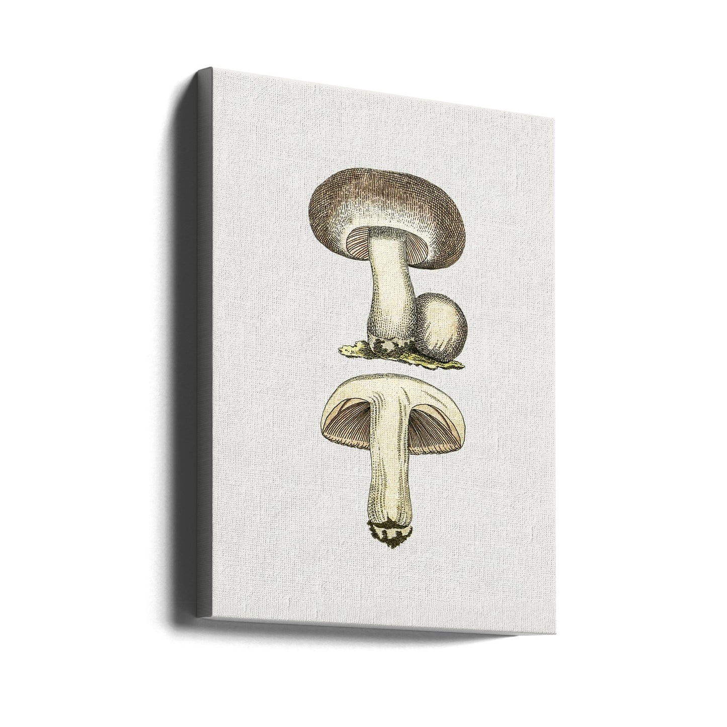 Hand Drawn Field Mushroom Gray | Canvas