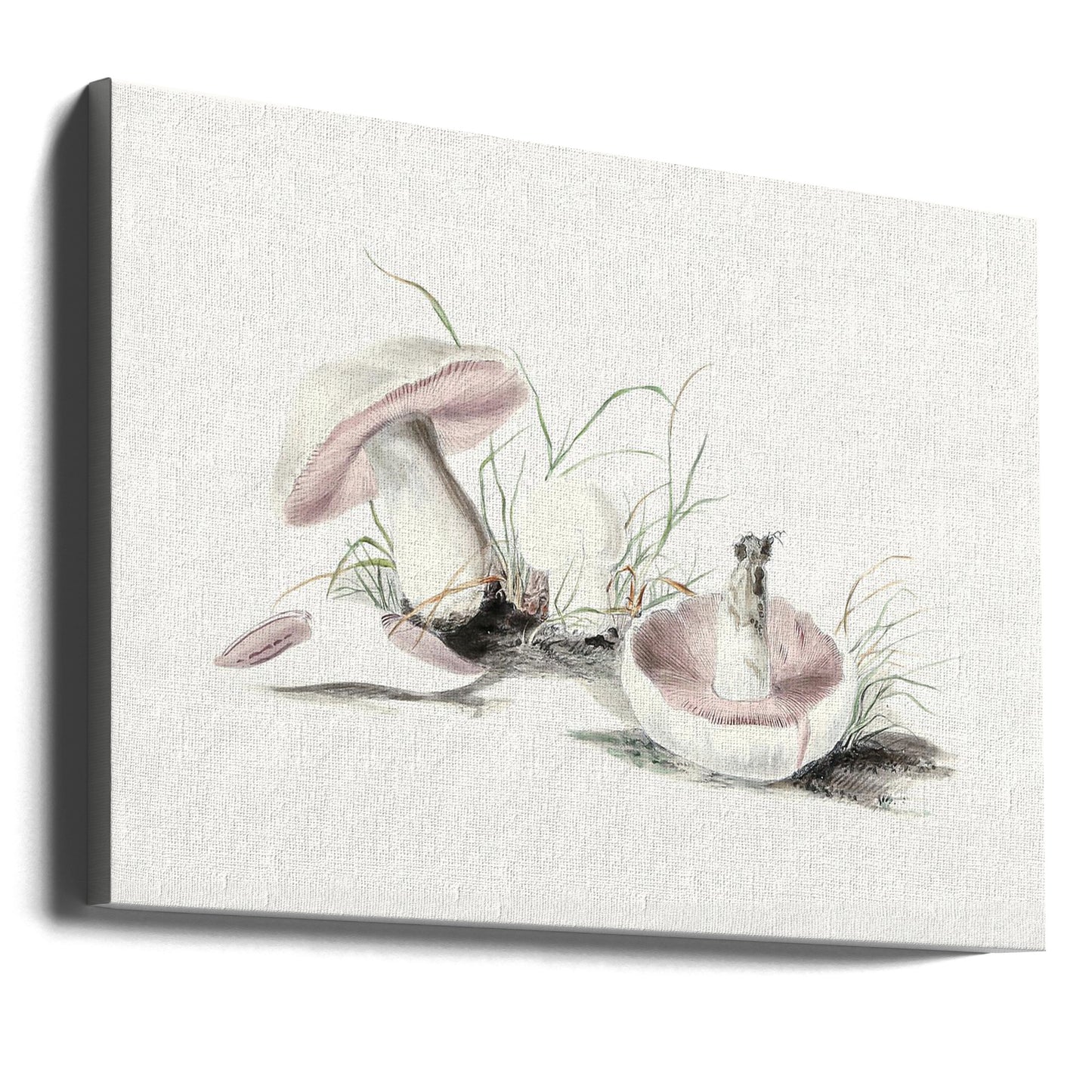 Hand Drawn Field Mushroom | Canvas