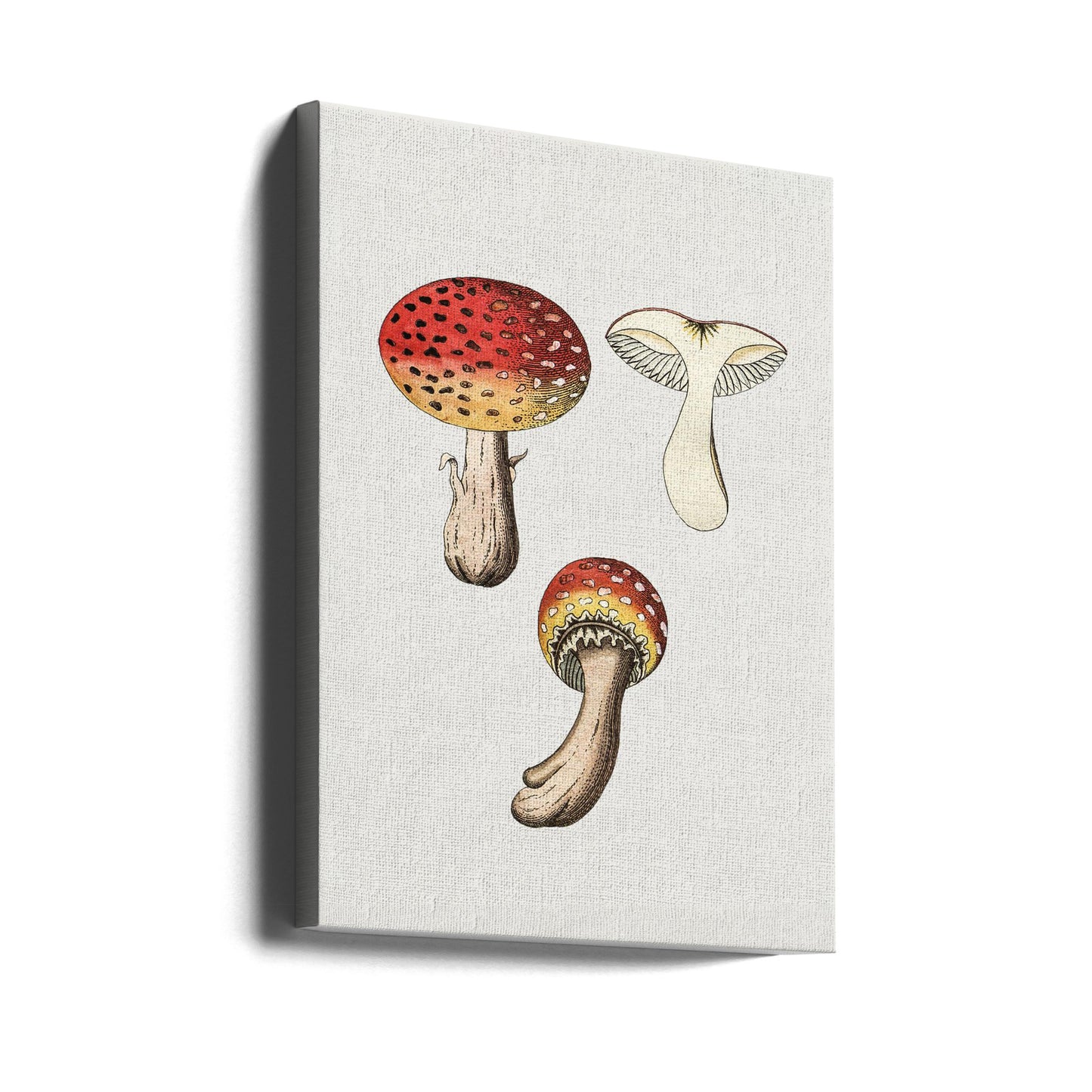 Hand Drawn Fly Agaric Mushroom | Canvas