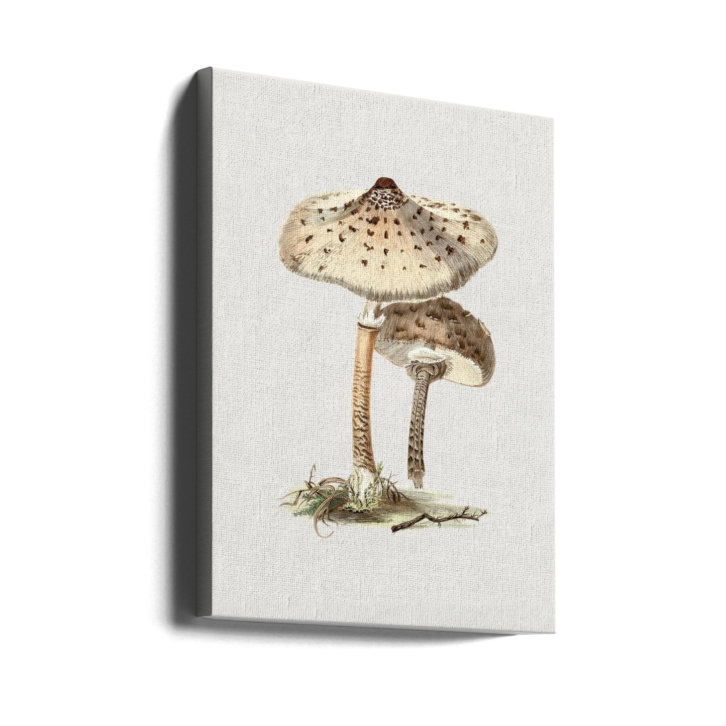 Hand Drawn Parasol Mushroom | Canvas