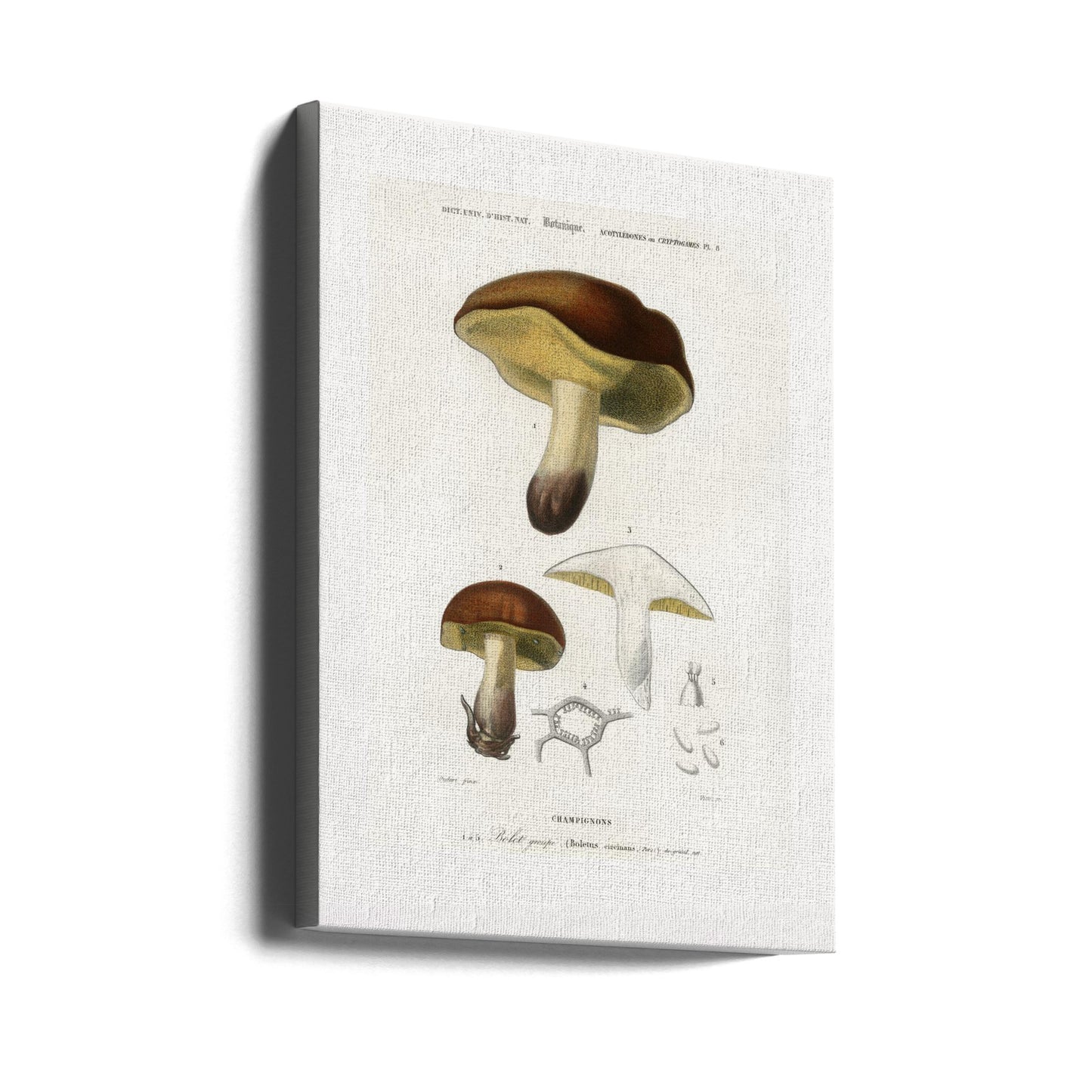 Mushroom (boletus Circinans) | Canvas