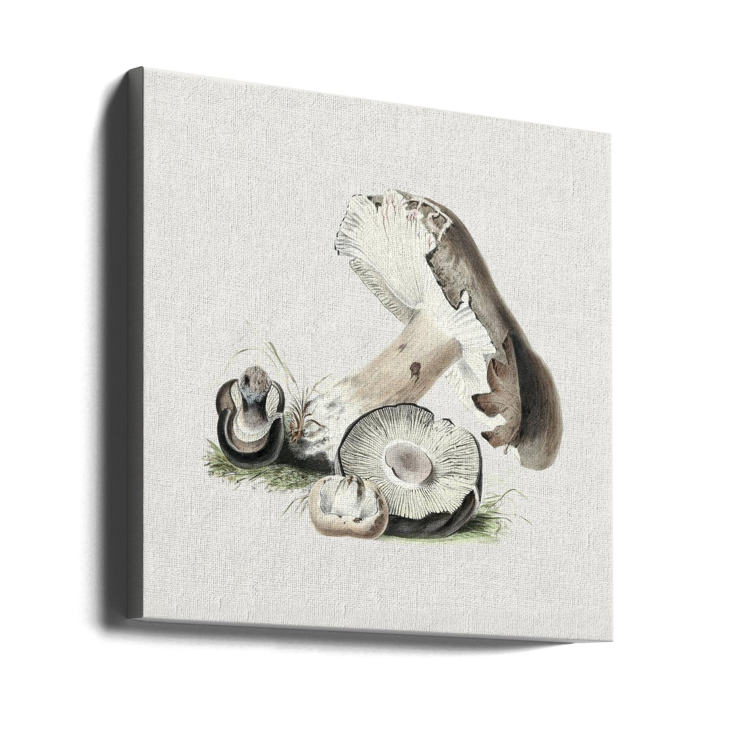 Vintage Agaricus Augustus Mushroom | Canvas