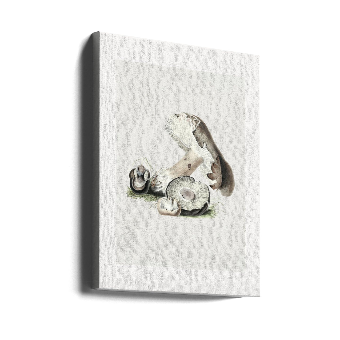 Vintage Agaricus Augustus Mushroom 50x70 | Canvas