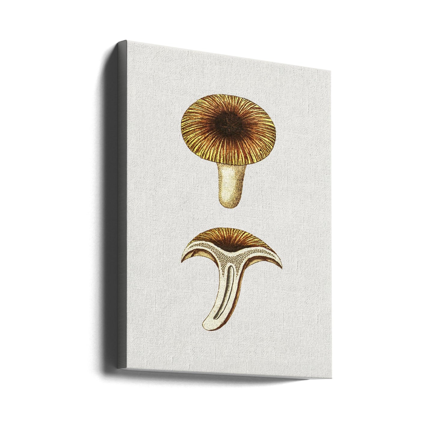 Vintage Chanterelles Edible Mushroom | Canvas