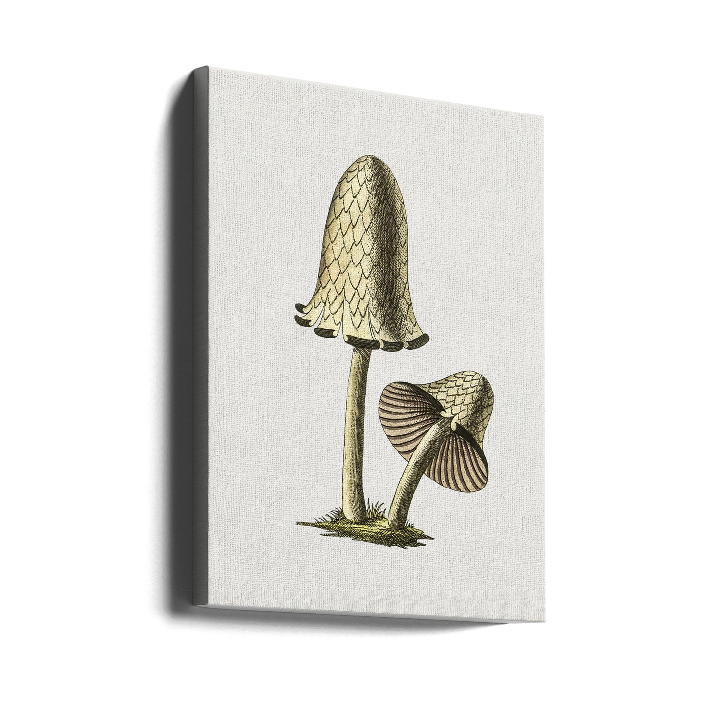 Vintage Inky Cap Edible Mushroom | Canvas
