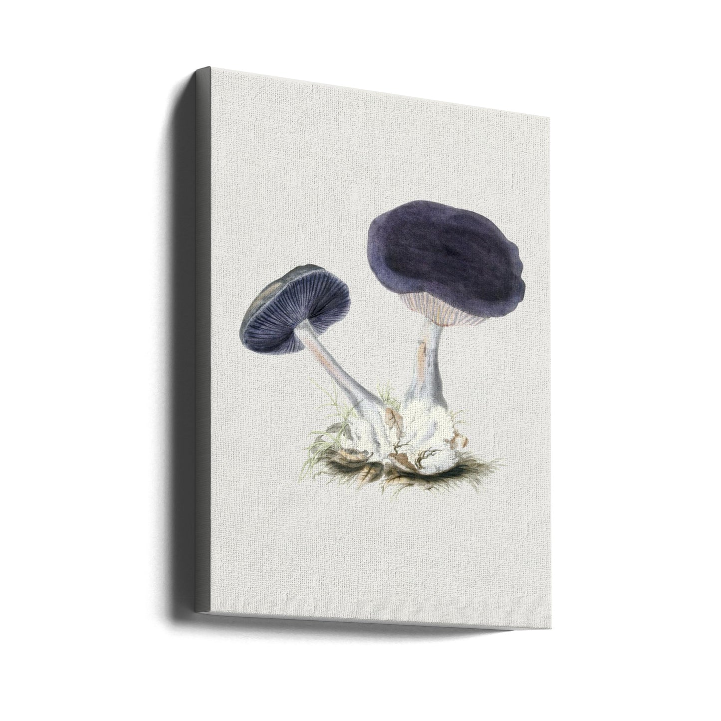 Vintage Violet Webcap Mushroom | Canvas