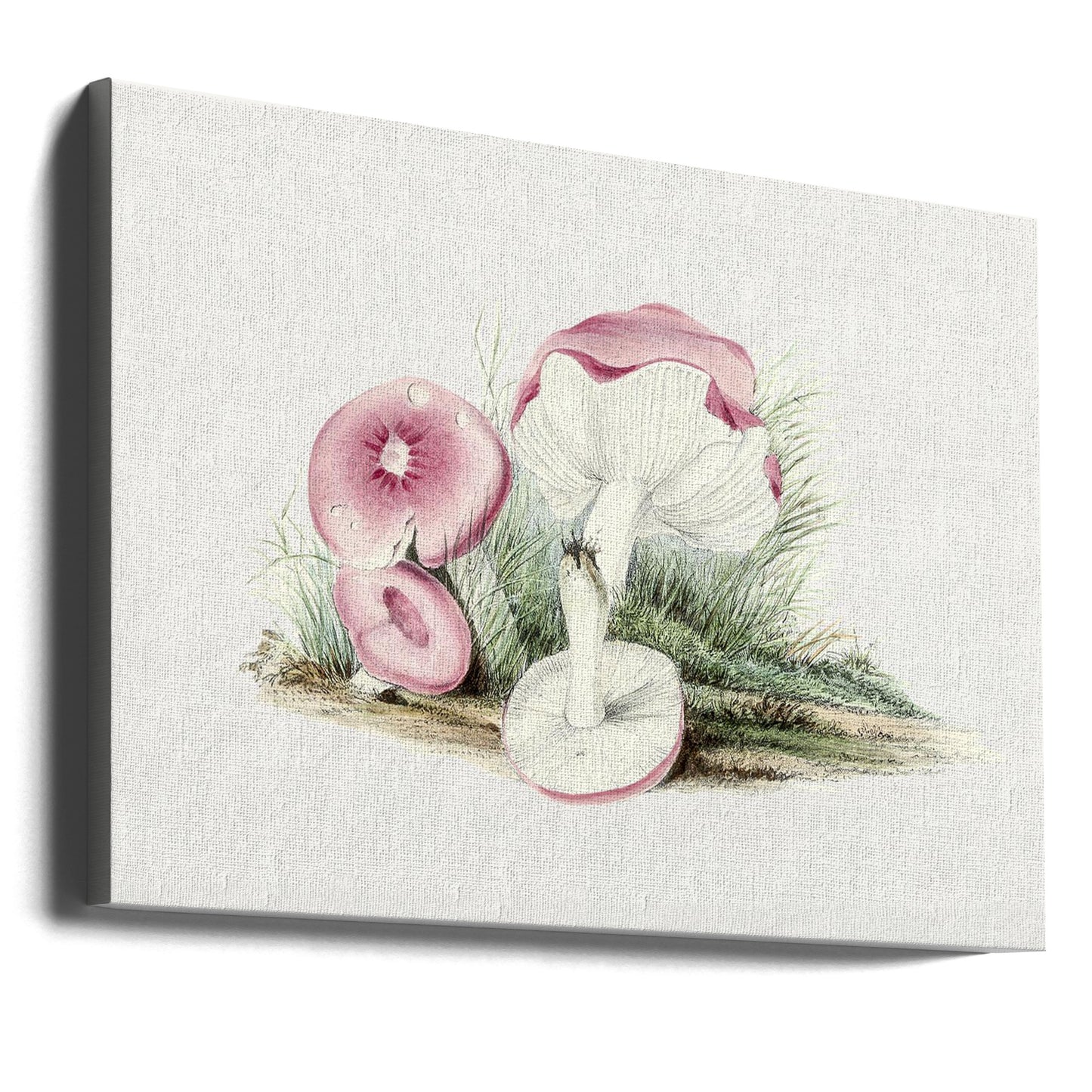 Vintage Russula Emetica Mushroom | Canvas