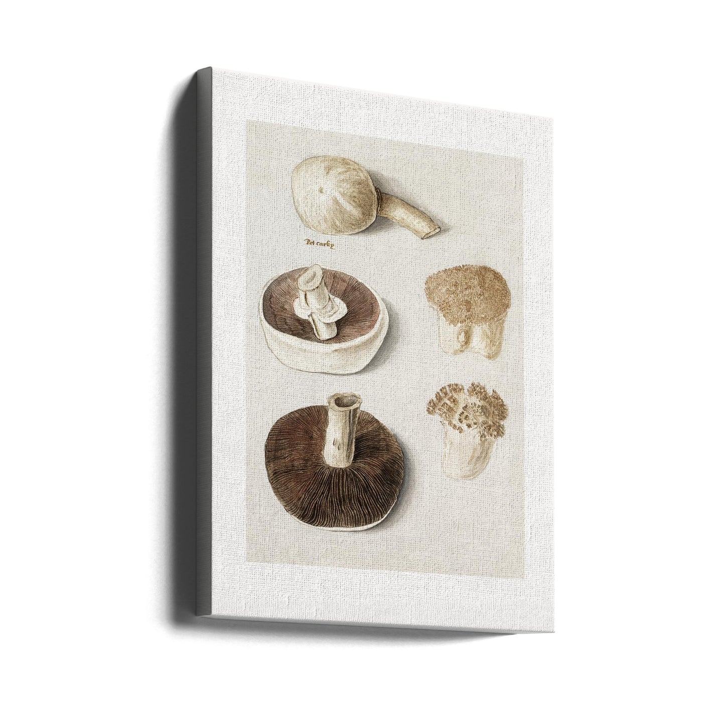 Common Meadow Mushroom, Agaricus Campestris Standing | Canvas
