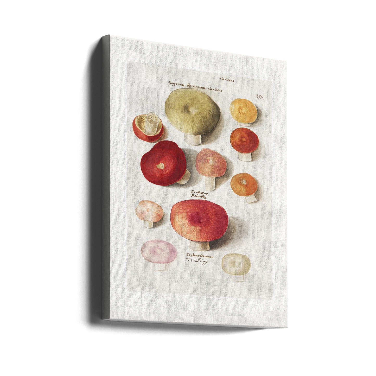 Boleten, Boletales Standing | Canvas