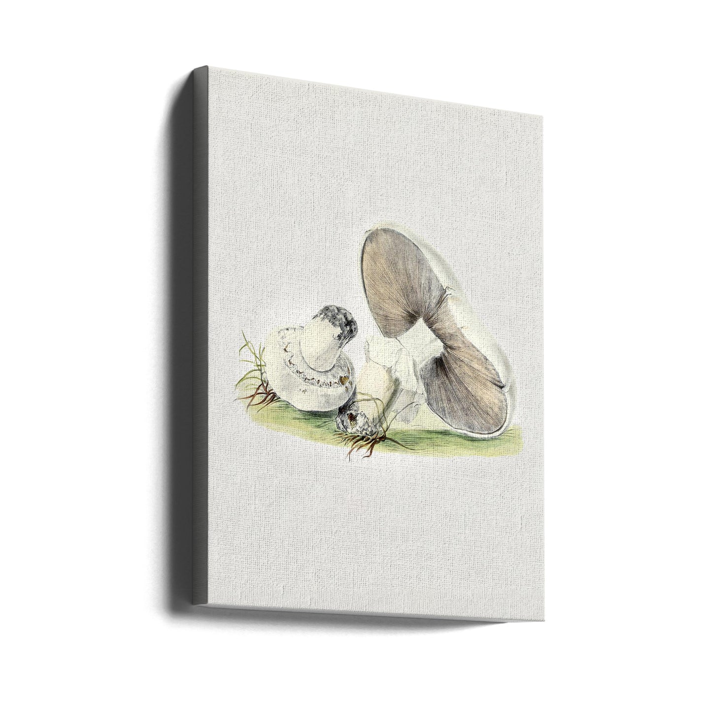 Hand Drawn Horse Mushroom Standing | Canvas