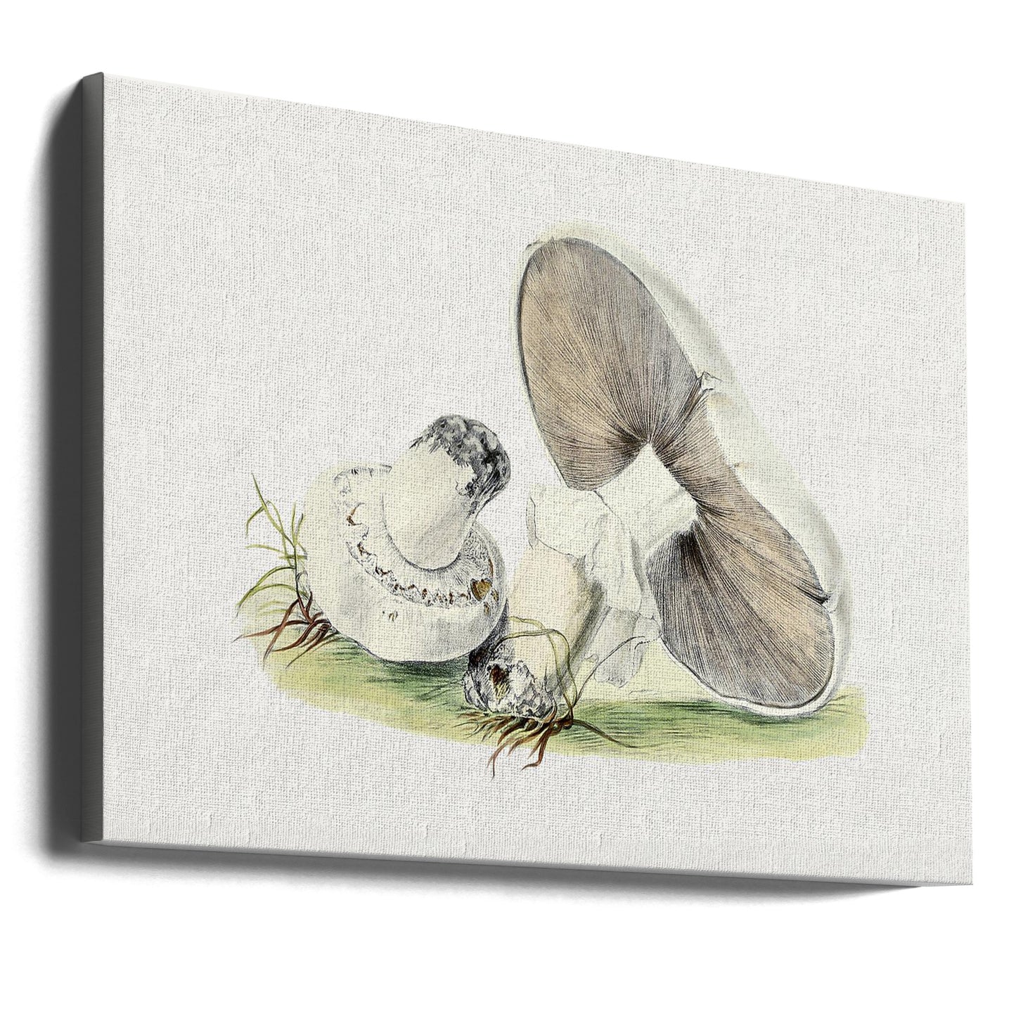 Hand Drawn Horse Mushroom | Canvas