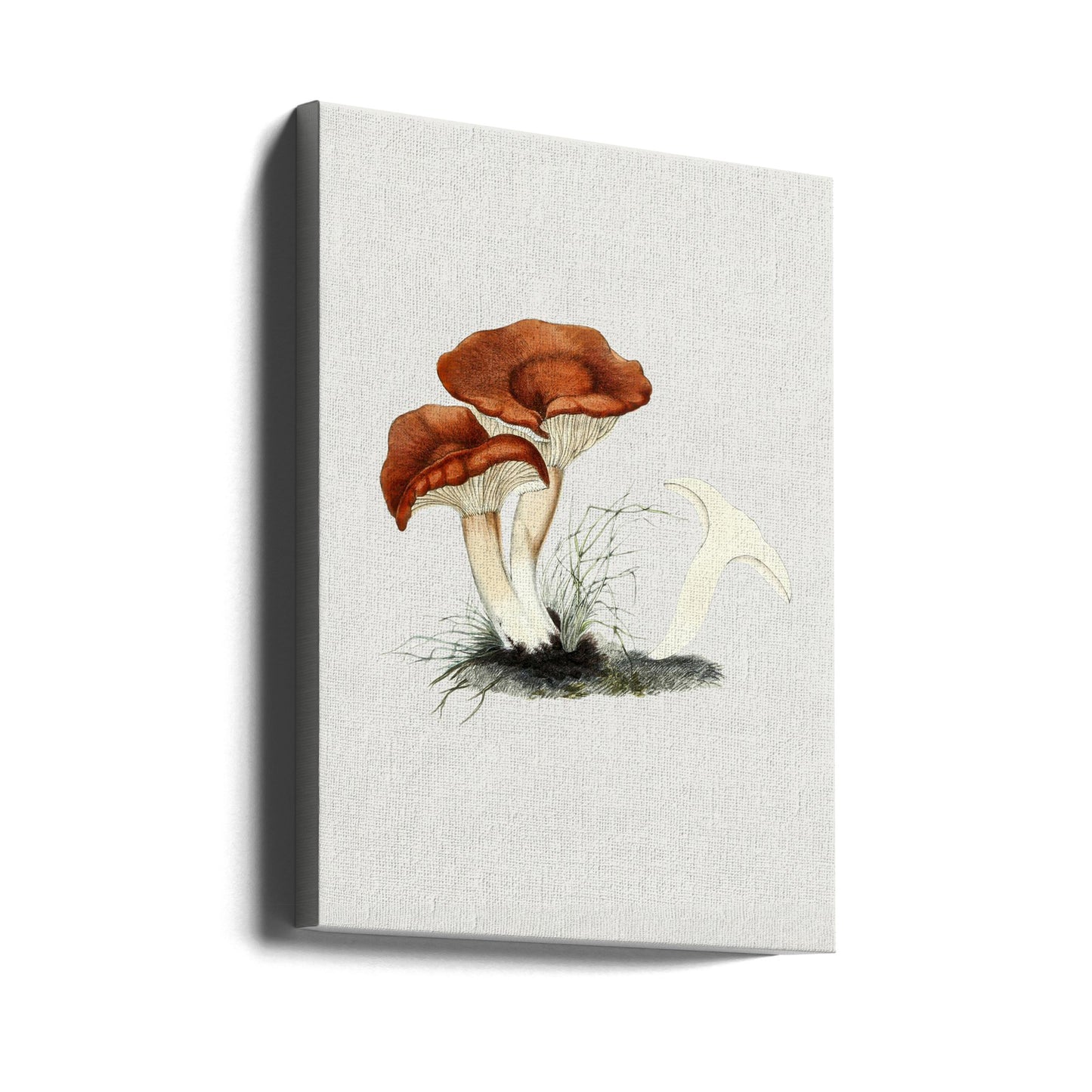 Hand Drawn Rufous Milkcap Mushroom | Canvas
